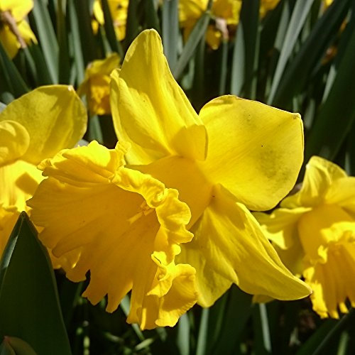 Hollybeck 50 KING ALFRED TRUMPET DAFFODIL BULBS VIVID YELLOW SPRING PERENNIAL FREE UK P&P