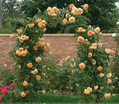Zennixplus Rare 'Crown Princess Margareta' arancione Climbing Rose arbusto semi