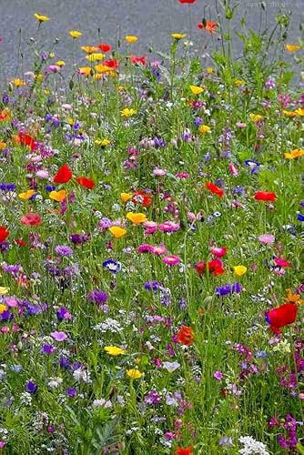 5g Wildflower Meadow Mix Bee & Butterfly 100% Pure Wild Flower Seeds with Annual & Perennial Plants and Pollinators Flower Seeds UK