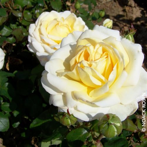 Edelrose „Ambiente®“ - cremeweiß blühende Topfrose im 6 L Topf - frisch aus der Gärtnerei - Pflanzen-Kölle Gartenrose