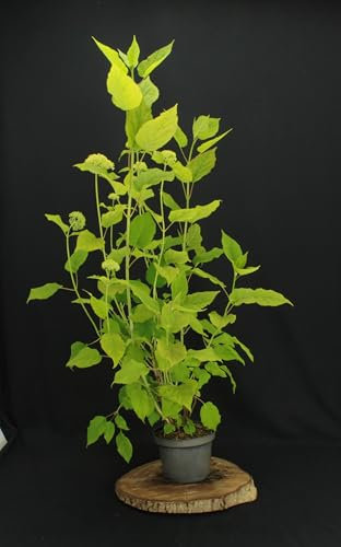 Hydrangea arborescens 'Annabelle' von Intragarten Ballhortensie weiss im 5 Liter Topf