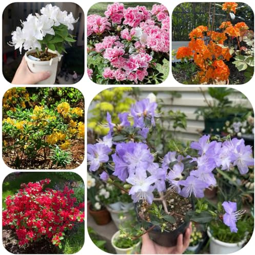 semillas resistentes de azalea de balcón, cortadas rododendro y interior, jardín resistentes 60pcs