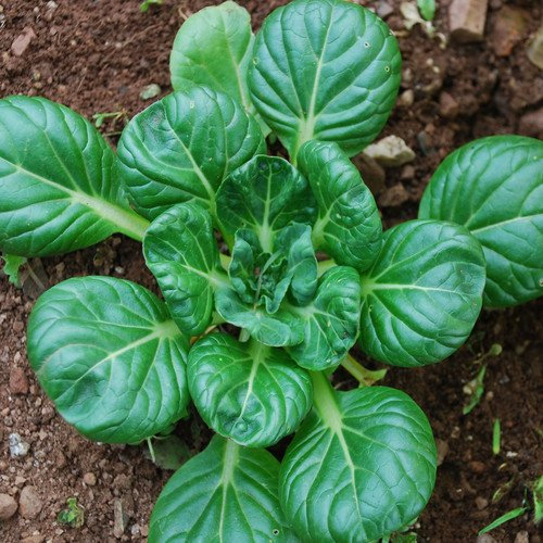 Plant World Seeds - Cabbage (Chinese) Tatsoi Seeds (Vegetable Seeds)