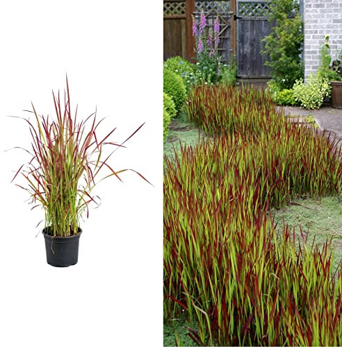 Imperata cylindrica in a 9cm Pot - Japanese Blood Grass - Striking Red Ornamental Grass (1 Plant)