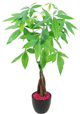 Athena's Garden Money Tree Pachira Indoor Live Plan with Ceramic Planter 18 Inches Tall, Black Pot - Red Rocks, Medium