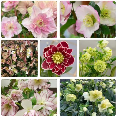 christrosen wildblumen balkonblumen balkonpflanze sommerblumen dekopflanze exotische zimmerpflanzen biosaatgut blumenbeet balkon bonsai topf büropflanzen blumenstauden winterhart 2000samen