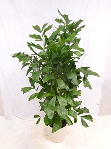 [Palmenlager] XL Caryota mitis - Fischschwanzpalme 160 cm/Zimmerpflanze - Palme