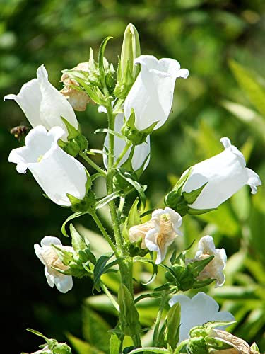 White Single Canterbury Bells,Campanula Medium,Cup and Saucer Seeds (300)