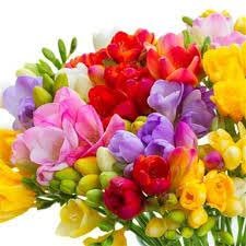 Sendabunch 25 Fresh Mixed Guernsey Freesias Bouquet – Hand-Picked Channel Island Flowers with 8-Day Freshness Guarantee – Free Flower Care eBook – Ideal for Birthdays and Special Occasions