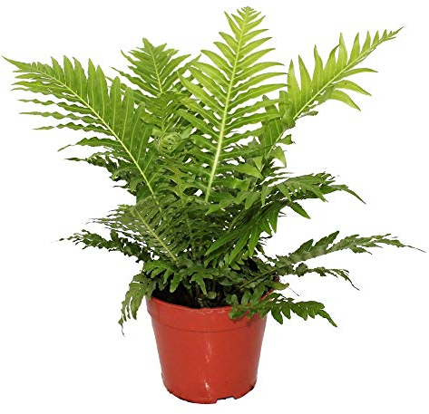 Blechnum Rippenfarn Silver Lady Pflanze fürs Zuhause oder das Büro (25-35cm mit Topf)