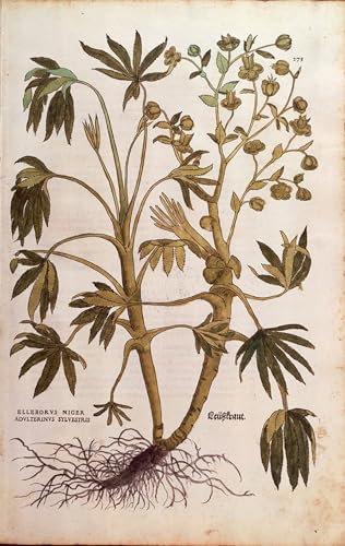 HRJUBWREE Célèbre Image sur Toile Graffiti Art Murale Hellébore puant ou Dungwort Helleborus Foetidus par Leonhard Fuchs Vintage Impressions sur Toile Pour la Décoration Murale 60x90cm