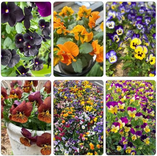 stiefmütterchen schmetterlingsflieder blumenwiesensaat balkonpflanzen frühling kräuterpflanzen topfpflanzen echt dachbegrünung gartendeko für draußen frühlingsblumen exotische 800samen