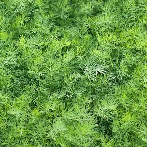 semi di aneto resistente - giardino 500pcs