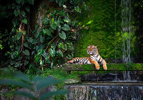wandmotiv24 Fototapete Wald mit Tiger, Urwald, S 200 x 140cm - 4 Teile, Wanddeko, Wandbild, Wandtapete, Dschungel, Raubkatze, Wasser M5732