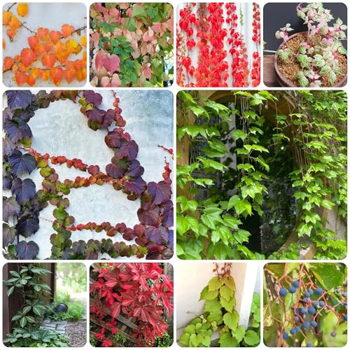 wilder wein, jungfernrebe - herbstpflanzen winterhart blühend schnellwachsende kletterpflanzen rankpflanzen zimmerbonsai seltene balkonpflanzen hängepflanzenzaun deko vines 500samen