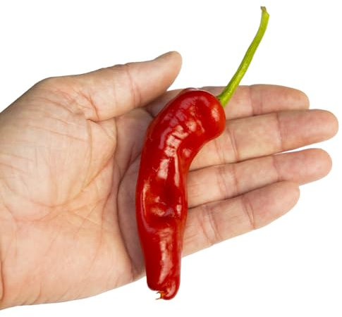 Tunisian Baklouti Pepper x 10 Chilli Seeds
