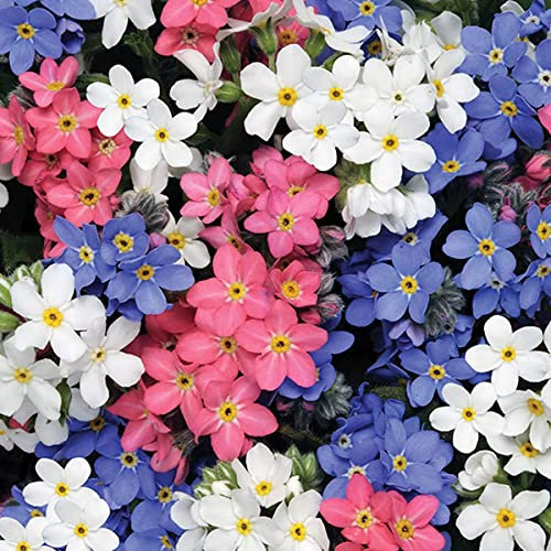 500 Pastel Mini Forget Me Not Seeds to Plant & Grow Pink Blue & White Flowers UK (500 Seeds)