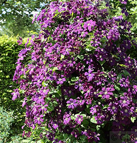 Robuste Waldrebe Etoile Violette 60-80cm - Clematis viticella - lebende Gartenpflanze aus den Baumschulen