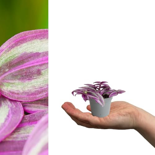 Carbeth Plants - 2 x Tradescantia Pink Paradise Mini Indoor Plant in 6cm Pots - Real Live Evergreen Trailing Wandering Dude Houseplant - Fast Growing Evergreen Variegated Eye Catching Foliage