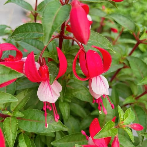 Fuchsien, wildblumensamen blumensamen gastgeschenk exotische herbstblumen steingartenpflanzen winterhart blumendeko alte sorten 85Samen