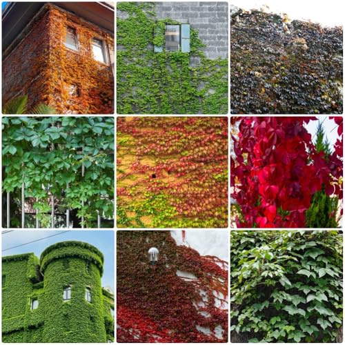 Semi di vite selvatica, per giardino di Parthenocissus tricuspidata, decorazione da giardino per esterni decorative rampicanti 500pcs
