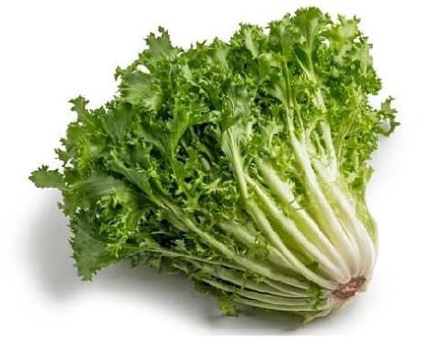 100 semi di indivia verdi