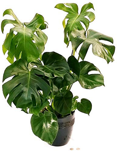 POWERS TO FLOWERS - PHYLODENDRON PERTUSUM, MONSTERA DELICIOSA, IN VASO CERAMICA NERO, pianta vera