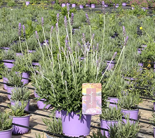 Lavandula Dentata Planta Natural Lavanda Dentada Flores de Temporada