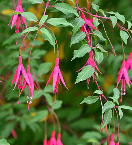 Fuchsie Riccartoni - Fuchsia magellanica - lebende Gartenpflanze aus den Baumschulen