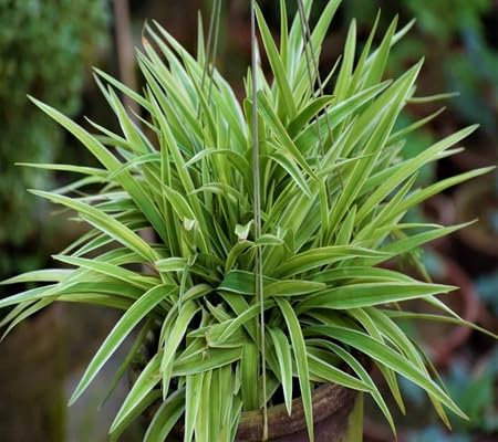 60 pièces de graines de plantes de chlorophytum