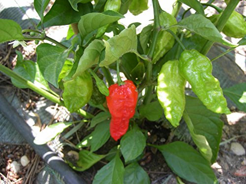 SEMI PEPERONCINO-NAGA MORICH-