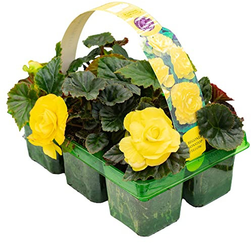 Begonia Non-Stop Yellow | Hardy Garden Ready Plants | Flowering Hanging Basket Plants with Stunning Summer Flowers (6 Pack)