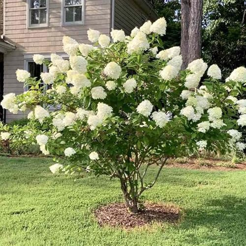 Hydrangea Plant Live for Planting, 7-12 Tall, Hydrangea Tree Live Plant in Pot, Hydrangea Flowers (Lime Hydrangea)
