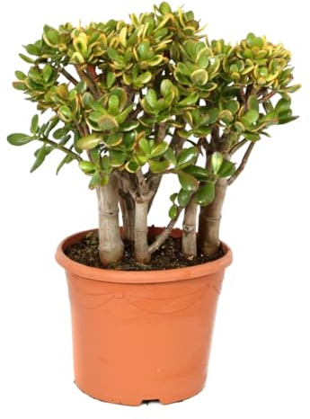 Plant in a Box - Crassula ovata 'Sunset' XL - Pianta da appartamento - Succulenta - ⌀ 30 cm - Altezza 55-60 cm