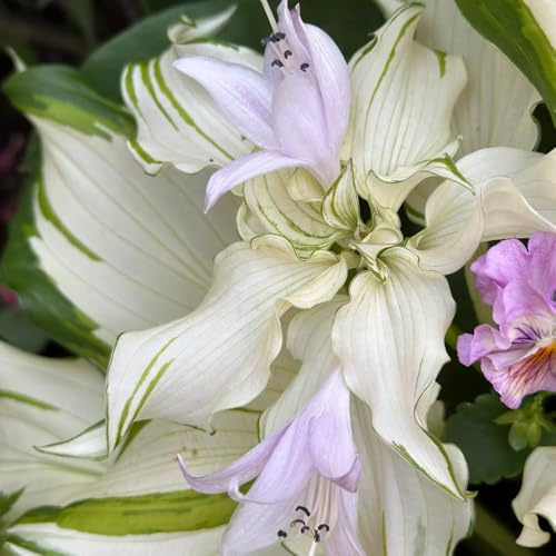 semi di hosta, da giardino roccioso resistenti Hosta plantaginea, per esterno resistenti all'inverno decorazione floreale decorazione da giardino 250pcs