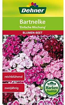 Dehner Blumen-Saatgut, Bartnelke, Einfache Mischung, 5er pack (5 x 1.3 g)