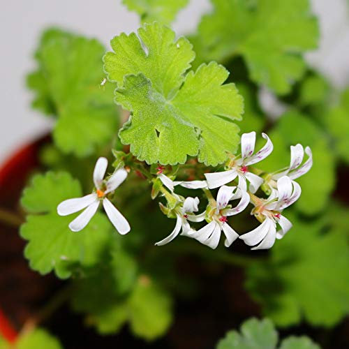 Profumata Pelargonium Geranio Mosquito Lontano Insetti Repeling Casa Flora 1L Pot