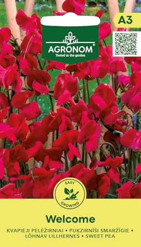 AGRONOM | Piselli odorosi WELCOME semi | Semi di fiori | Semi di piante | Piantina rampicante annuale con fiori luminosi e decorativi | Semi di piante | Semi da giardino | 1 confezione