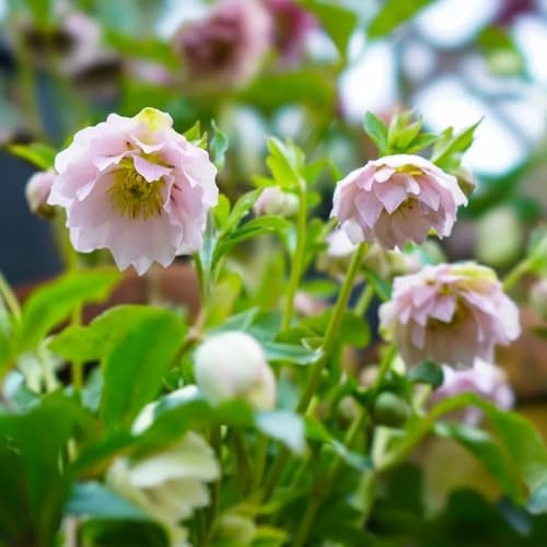 Christrose, steingartenpflanzen winterhart Helleborus thibetanus, geschenke für gärtner blumenwiese zimmerpflanzen 500Samen