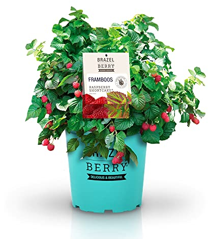 BrazelBerry 'Raspberry Shortcake' Himbeere, Beerenobst Strauch, Blume, winterhart, Pflanze im Topf für Garten, Terrasse, Balkon oder Kübel