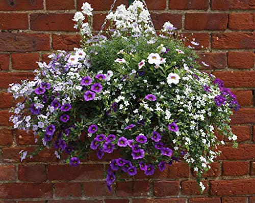 36x Mixed Flowering tub & Hanging Basket Plug Plants. 6x6 Types