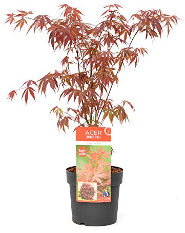 Plant in a Box - Acer palmatum 'Atropurpureum' - Japanischer Ahorn Baum - Topf 19cm - Höhe 60-70cm