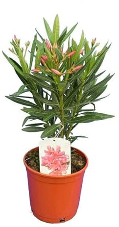 Nerium Oleander Arbusto Conocido como Adelfa - Flores ROSAS