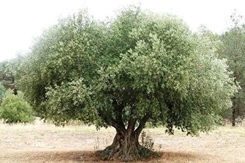 200G / 7 Foglie: Pure Olive Leaf Tea Diretta Albero Talee Semi Fresh Leaves Olea Europaea Galega:Seeds