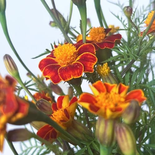 ringelblumensamen bio, winterharte für balkon Studentenblume,tagetes garten für draußen dekopflanzen 85pcs