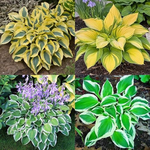 (HGJKYTFCDG) - Hosta resistente all'inverno - Dalie autentiche con rizomi, ideali per l'acquisto per il vostro giardino - 15pcs G