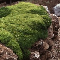 Plant World Seeds - Scleranthus Biflorus Seeds (Perennial Flower Seeds)