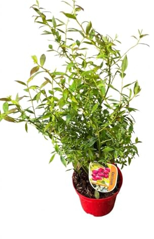 Mirtillo rosa Pink Lemonade su vaso cm 19 in confezione da 1 pianta