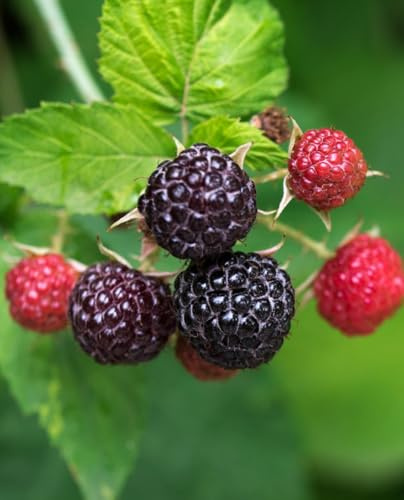 Schwarze Himbeerpflanze 'Jewel' - früh - Topf Ø 18 cm - H. 80/100 cm