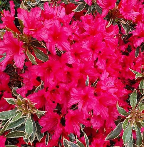 Japanische Azalee Silver Sword 40-50cm - Rhododendron obtusum - Zwerg Alpenrose - lebende Gartenpflanze aus den Baumschulen